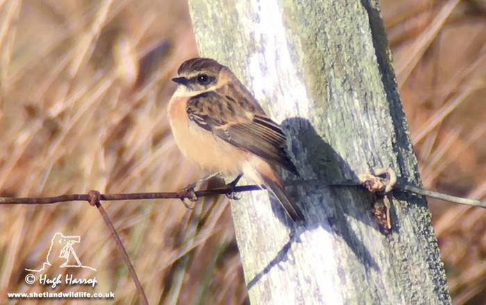 Siberian Stonechat