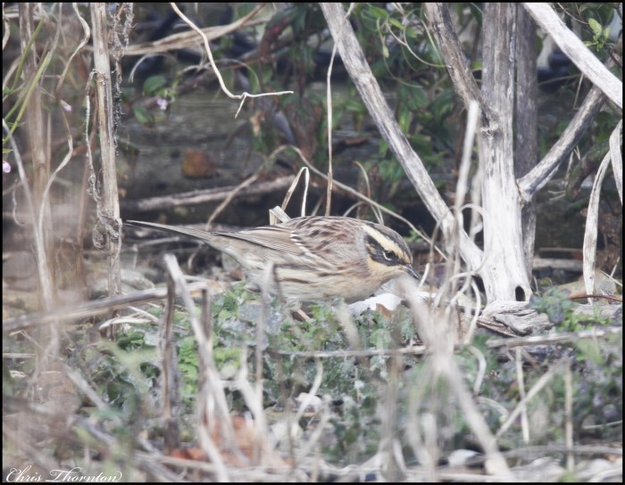 Siberian Accentor