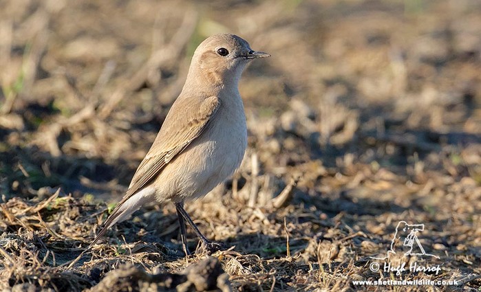 Isabelline Wheatear