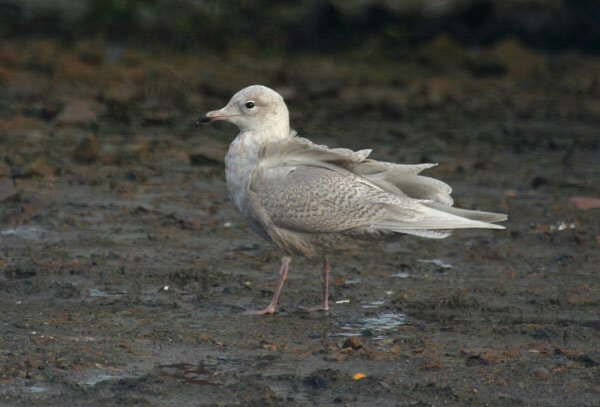 Iceland Gull