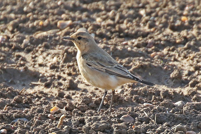 Isabelline Wheatear