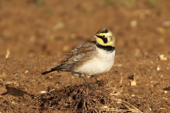 Shorelark