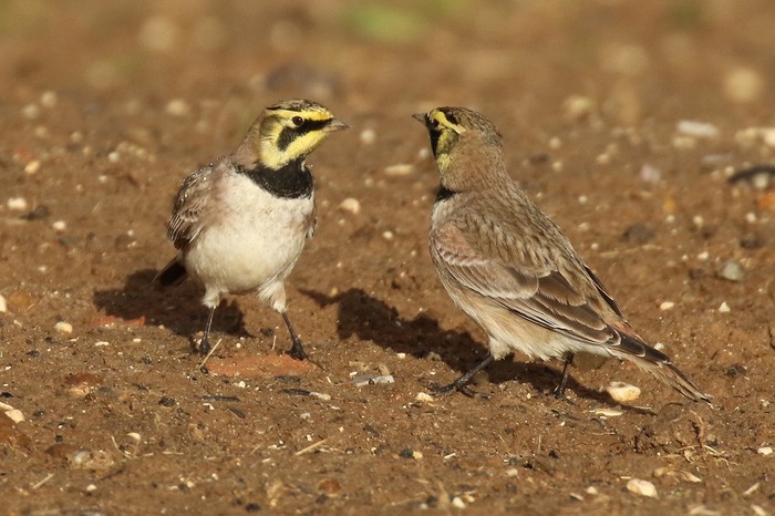 Shorelark