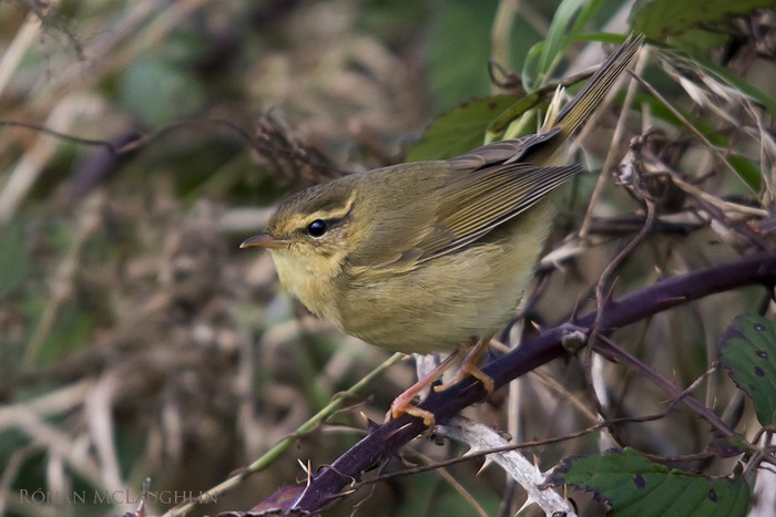 Radde's Warbler