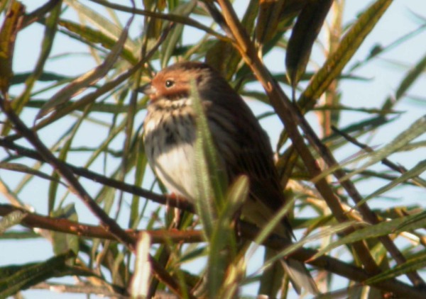 Little Bunting