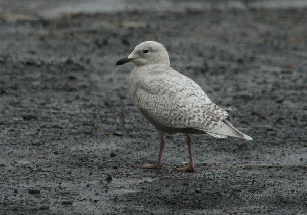 Iceland Gull