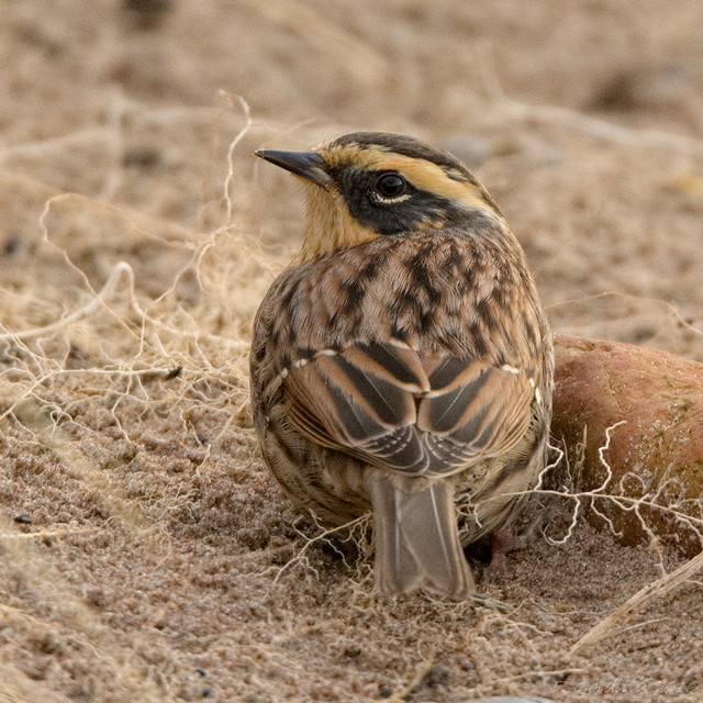 Siberian Accentor