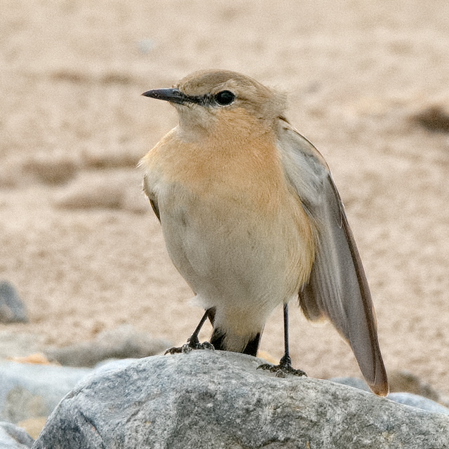Isabelline Wheatear