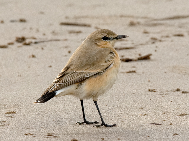 Isabelline Wheatear