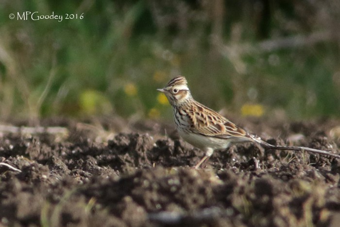 Woodlark