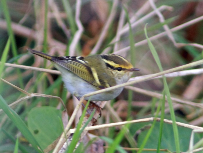 Pallas's Warbler