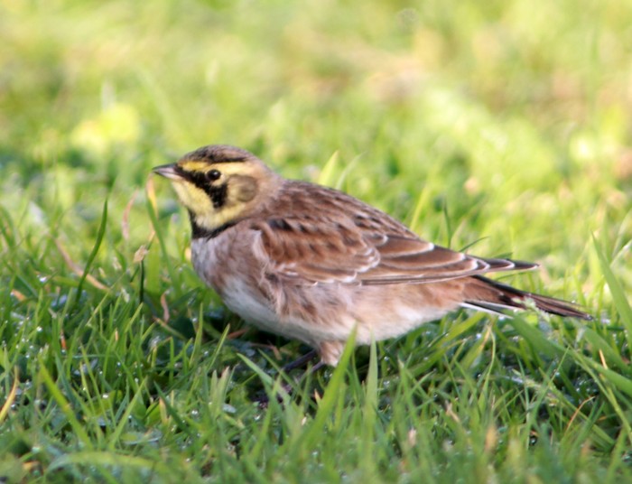 Shorelark