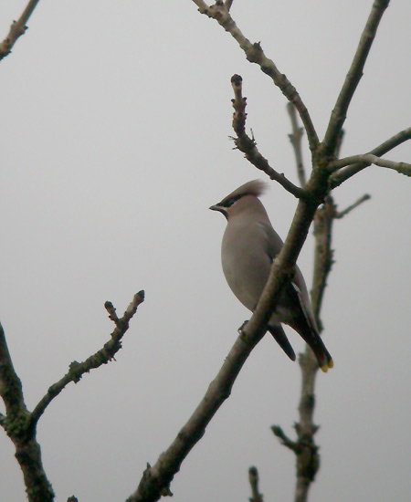 Waxwing