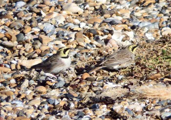 Shorelark