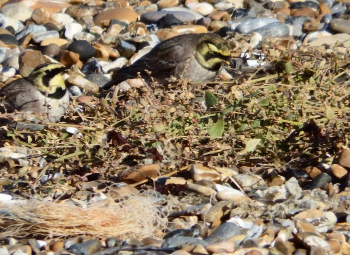 Shorelark