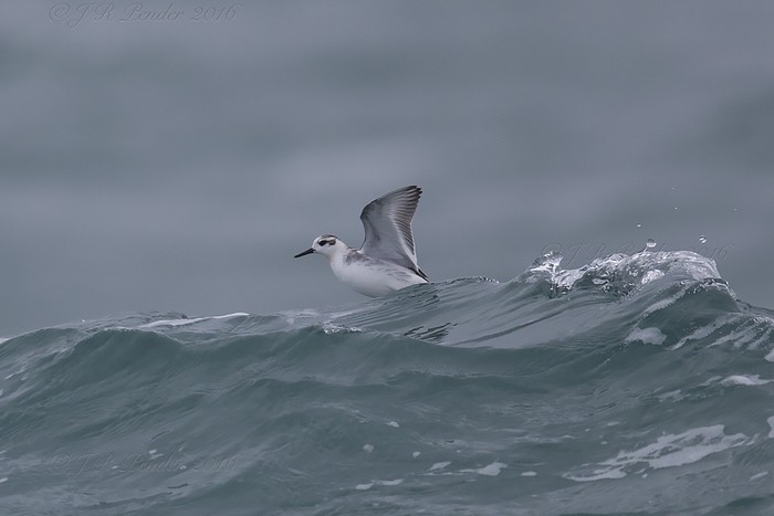 Grey Phalarope