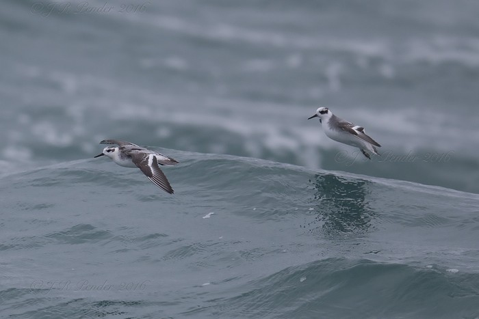 Grey Phalarope