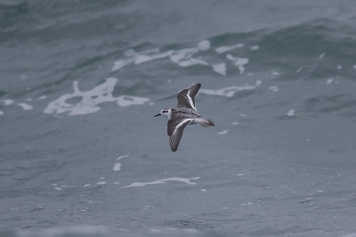 Grey Phalarope