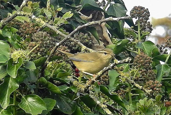 Radde's Warbler