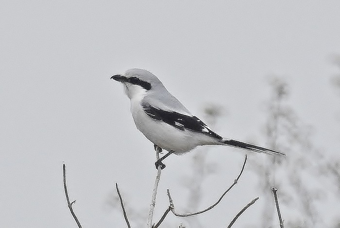 Great Grey Shrike