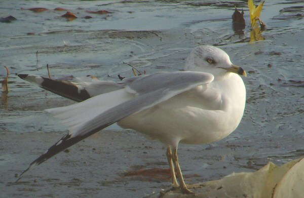 Ring-billed Gull