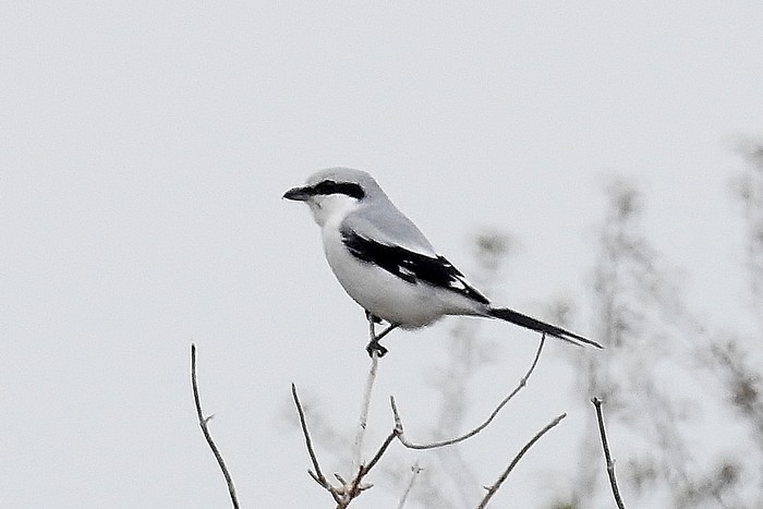 Great Grey Shrike