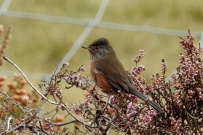 Dartford Warbler