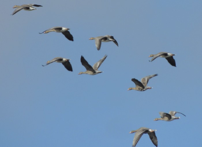 Eurasian White-fronted Goose