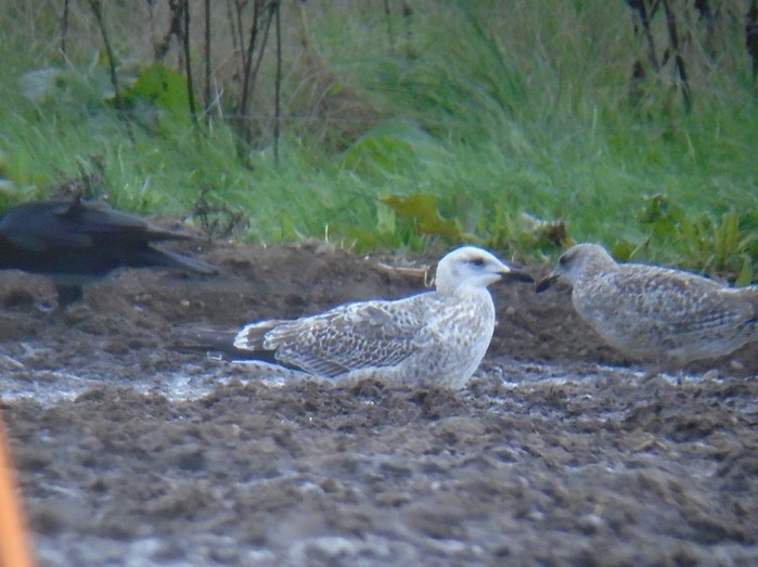 Caspian Gull