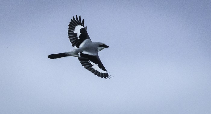 Great Grey Shrike