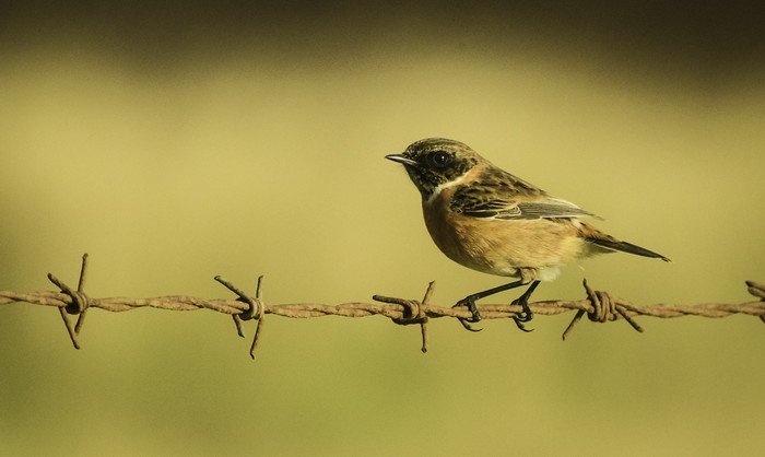 Stonechat