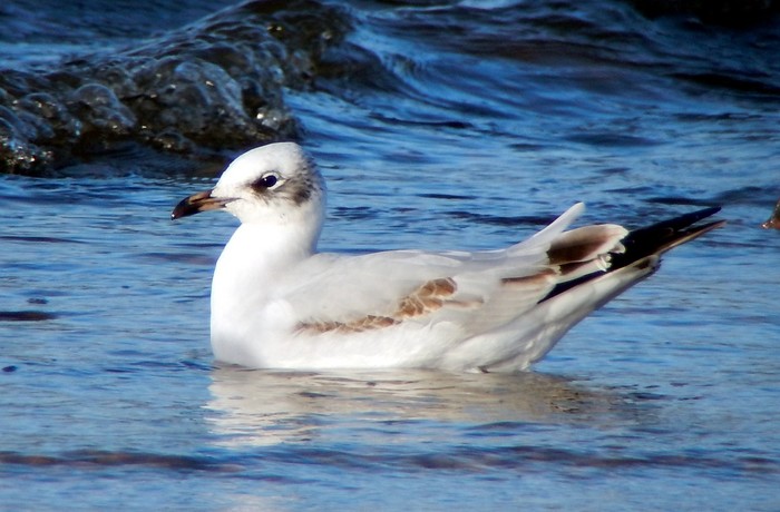 Mediterranean Gull
