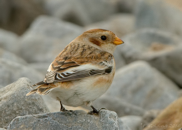 Snow Bunting