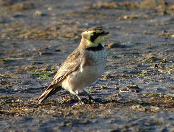 Shorelark