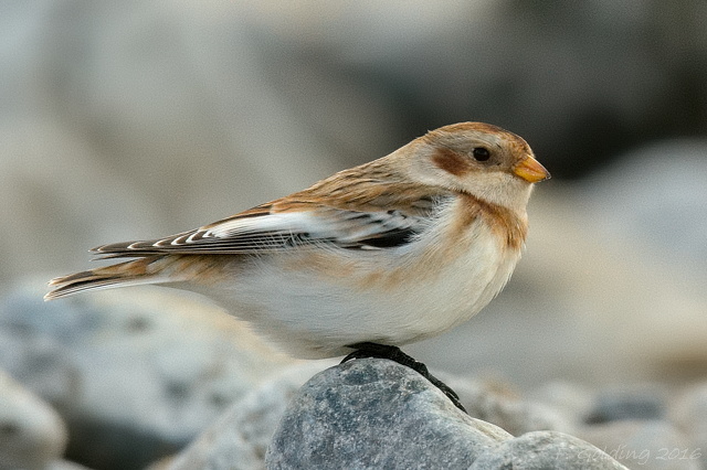 Snow Bunting