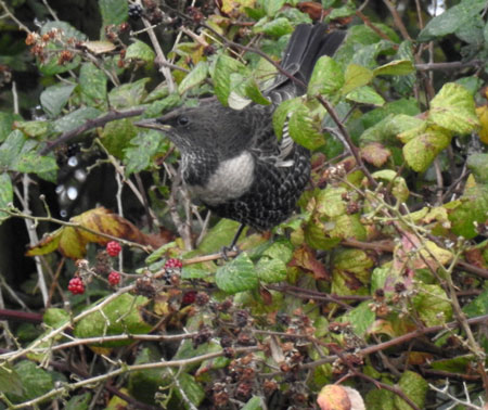 Ring Ouzel