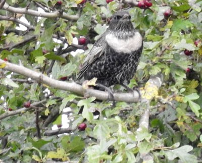 Ring Ouzel