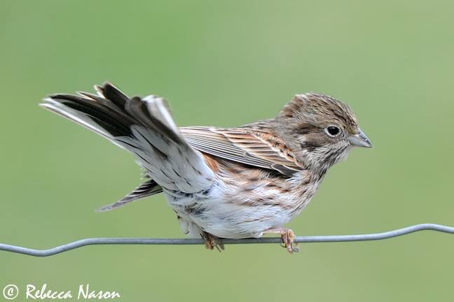 Pine Bunting