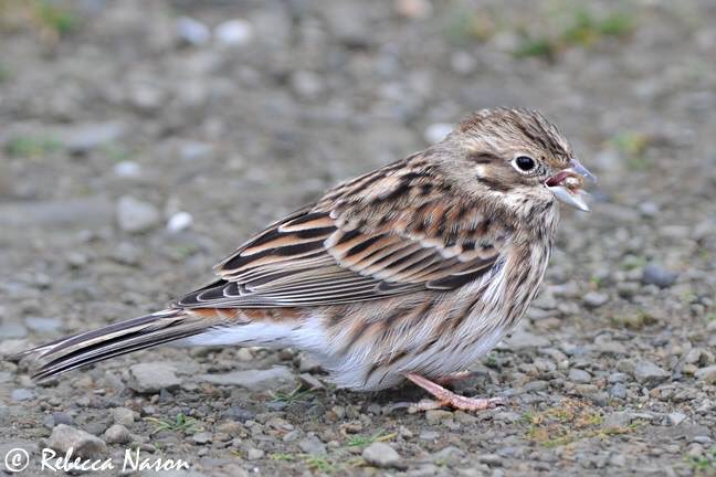 Pine Bunting