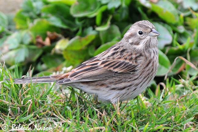 Pine Bunting
