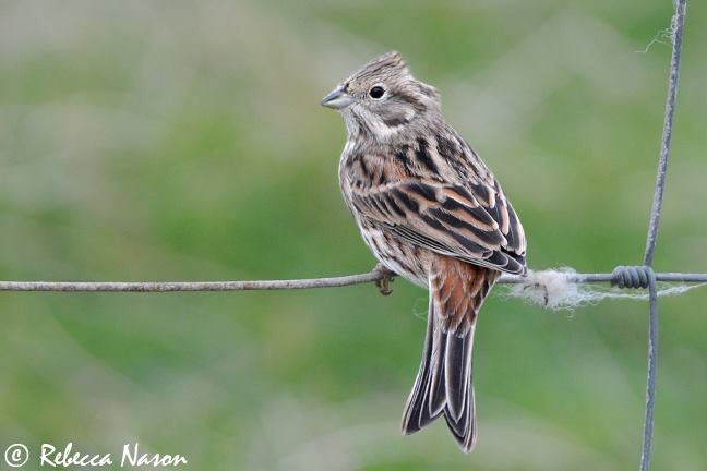 Pine Bunting