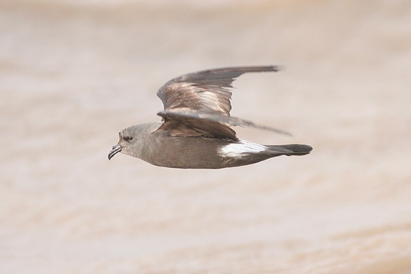 Leach's Petrel