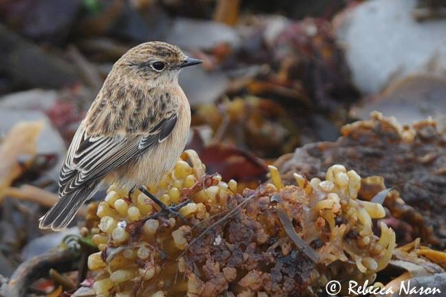 Siberian Stonechat