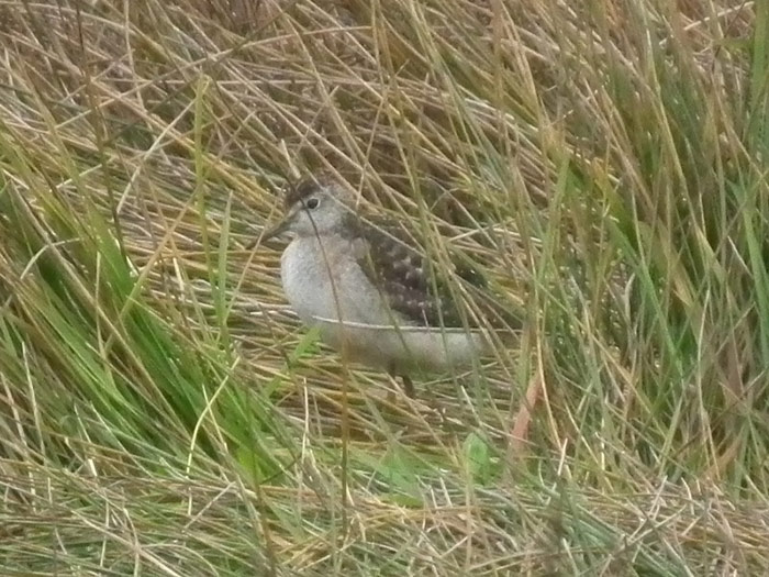 Wood Sandpiper