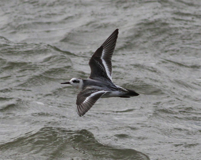 Grey Phalarope