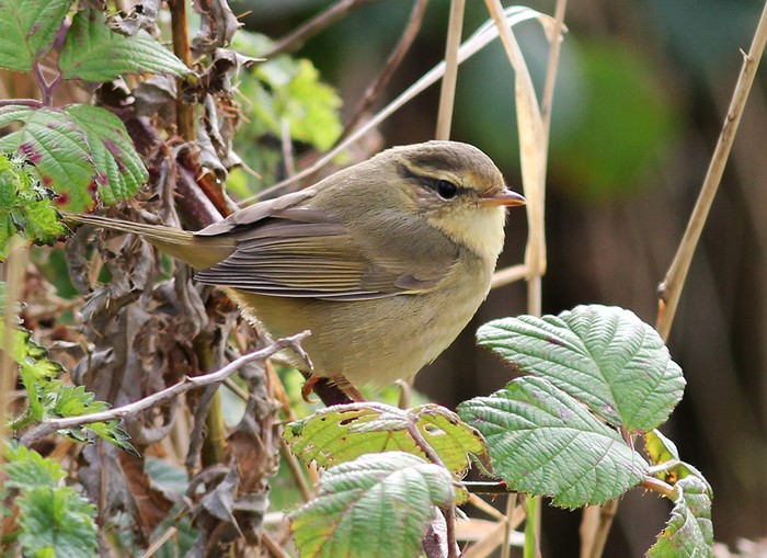 Radde's Warbler
