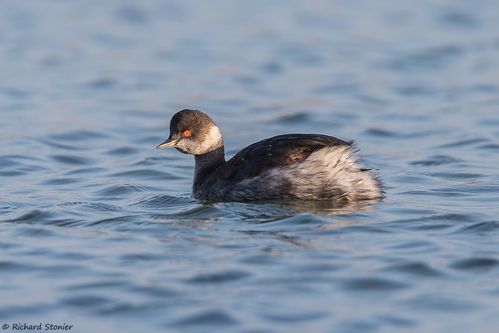 Black-necked Grebe
