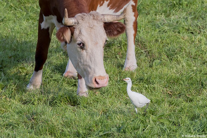 Cattle Egret