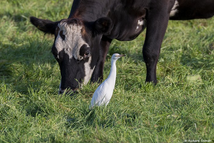 Cattle Egret