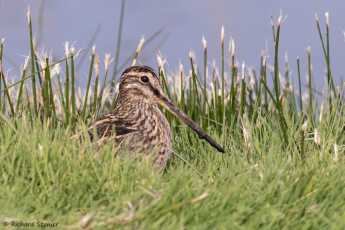 Snipe